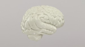 cerveau-profil-4-bc